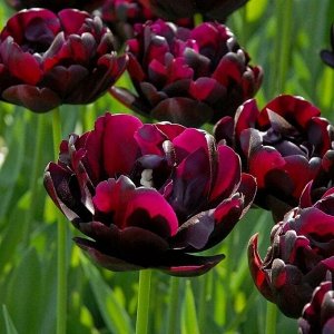 Мейвондер Махровые поздние тюльпаны - имеют густомахровые цветы, внешне напоминающие цветы пионов, поэтому их часто называют пионовидными. Махровые поздние тюльпаны имеют крепкие цветоносы высотой 45-