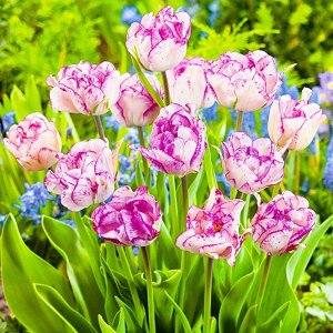 Нормандия Махровые поздние тюльпаны - имеют густомахровые цветы, внешне напоминающие цветы пионов, поэтому их часто называют пионовидными. Махровые поздние тюльпаны имеют крепкие цветоносы высотой 45-