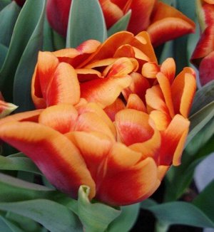 Пеббл Махровые поздние тюльпаны - имеют густомахровые цветы, внешне напоминающие цветы пионов, поэтому их часто называют пионовидными. Махровые поздние тюльпаны имеют крепкие цветоносы высотой 45-60см