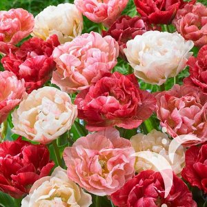 Пепток Махровые поздние тюльпаны - имеют густомахровые цветы, внешне напоминающие цветы пионов, поэтому их часто называют пионовидными. Махровые поздние тюльпаны имеют крепкие цветоносы высотой 45-60с