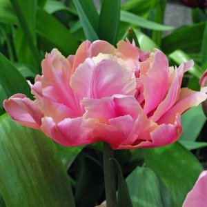 Пинк Стар Махровые поздние тюльпаны - имеют густомахровые цветы, внешне напоминающие цветы пионов, поэтому их часто называют пионовидными. Махровые поздние тюльпаны имеют крепкие цветоносы высотой 45-