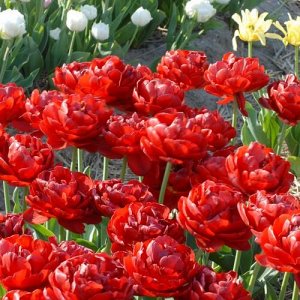 Сальсидо Махровые поздние тюльпаны - имеют густомахровые цветы, внешне напоминающие цветы пионов, поэтому их часто называют пионовидными. Махровые поздние тюльпаны имеют крепкие цветоносы высотой 45-6
