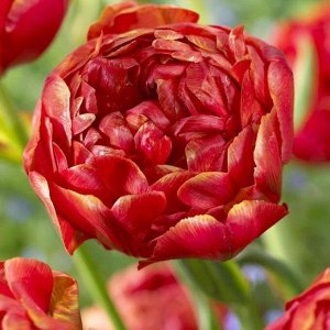 Стейтмент Махровые поздние тюльпаны - имеют густомахровые цветы, внешне напоминающие цветы пионов, поэтому их часто называют пионовидными. Махровые поздние тюльпаны имеют крепкие цветоносы высотой 45-