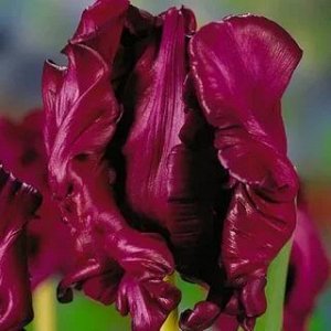 Мюриел Попугайные тюльпаны  -  тюльпаны этого класса имеют самый необычный и экзотический вид: лепестки их имеют глубоко изрезанные края, иногда волнистые, чем напоминают растрепанные птичьи перья. Ши