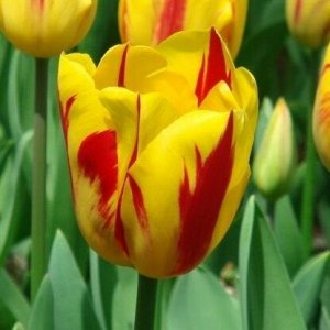 Вашингтон Раскрасит собой однотипные будни
Тюльпан Вашингтон – яркий и свежий цветок, который придает приусадебному участку динамичности и энергичности. Знакомое сочетание красного и желтого цвета зде