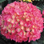 Гортензия крупнолистовая Schone Bautzenerin