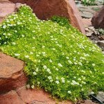 Сагина(мшанка) Green Moss