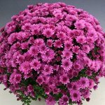 № 50 Bransound Pink высота 40 см диаметр цветка 3 см цветение-сентябрь