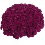 № 51 Daybreak Purple высота 40 см цветение-сентябрь