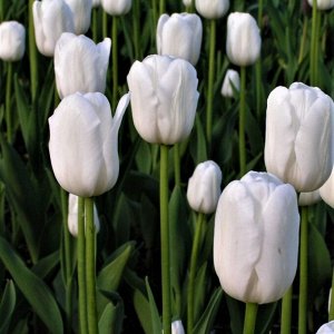 Вайт Хевен Луковицы тюльпана Триумф вайт Хевен в период цветения украсят садовый участок своими элегантными, благородными и утонченными цветами. В высоту растение достигает 50 сантиметров. Отличается 