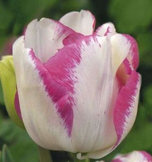 Дель Пьеро Тюльпан Дель Пьеро (Tulipa Del Pierro) экзотический сорт, относящийся к группе Многоцветковые. Высотой до 50 см с необычными завораживающими цветками. Бокал 6-7 см. Необычный окрас лепестко