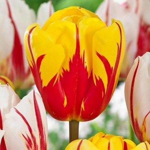 Хотпэнтс Луковицы тюльпана Триумф Холланд Куин в период цветения удивят даже самых искушенных, опытных и требовательных цветоводов. Гибридный тюльпан зацветает в апреле-мае, выпуская крепкий цветонос 