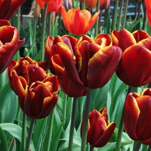 Абу Хасан Триумф-тюльпаны -  для тюльпанов этого класса характерны крупные бокаловидные цветки, довольно высокие цветоносы (40-70см) и хороший коэффициент размножения. Окраска цветов у тюльпанов этого