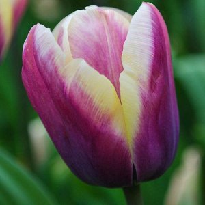 Атлантис Триумф-тюльпаны -  для тюльпанов этого класса характерны крупные бокаловидные цветки, довольно высокие цветоносы (40-70см) и хороший коэффициент размножения. Окраска цветов у тюльпанов этого 