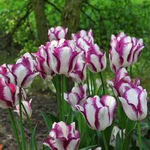 Аффэр Триумф-тюльпаны -  для тюльпанов этого класса характерны крупные бокаловидные цветки, довольно высокие цветоносы (40-70см) и хороший коэффициент размножения. Окраска цветов у тюльпанов этого кла