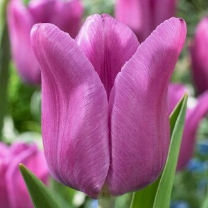 Блу Бьюти Триумф-тюльпаны -  для тюльпанов этого класса характерны крупные бокаловидные цветки, довольно высокие цветоносы (40-70см) и хороший коэффициент размножения. Окраска цветов у тюльпанов этого