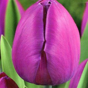 Блу Рибон Триумф-тюльпаны -  для тюльпанов этого класса характерны крупные бокаловидные цветки, довольно высокие цветоносы (40-70см) и хороший коэффициент размножения. Окраска цветов у тюльпанов этого