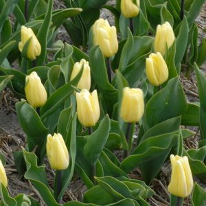 Крем Флаг Триумф-тюльпаны -  для тюльпанов этого класса характерны крупные бокаловидные цветки, довольно высокие цветоносы (40-70см) и хороший коэффициент размножения. Окраска цветов у тюльпанов этого
