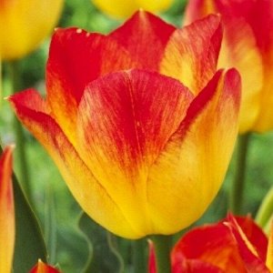 Санкэтчер Триумф-тюльпаны -  для тюльпанов этого класса характерны крупные бокаловидные цветки, довольно высокие цветоносы (40-70см) и хороший коэффициент размножения. Окраска цветов у тюльпанов этого