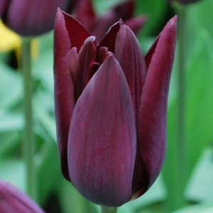 Хавран Этими темными тюльпанами можно любоваться бесконечно благодаря игре глубоких насыщенных тонов и яркой зелени. Крупные округлые цветки на прочных стеблях являются прекрасным материалом для срезк