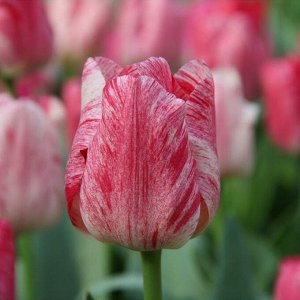 Хемисфир Триумф-тюльпаны -  для тюльпанов этого класса характерны крупные бокаловидные цветки, довольно высокие цветоносы (40-70см) и хороший коэффициент размножения. Окраска цветов у тюльпанов этого 