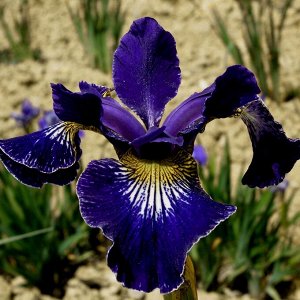 Голден Эдж Саженцы сибирского ириса Голден Эдж (Iris sibirica Golden Edge) являются тетраплоидным сортом. В зависимости от места посадки он достигает 75-95 см в высоту. Зацветает рано – в мае или июне