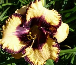Мусака * Саженцы и рассада Лилейника гибридного Мусака (Hemerocallis Moussaka) — это оригинальный бархатный цветок, который приковывает взгляд благодаря правильному сочетанию оттенков. Лепестки у него
