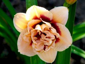 Росвита Лилейник гибридный Росвита сохраняет декоративный вид с ранней весны до поздней осени. Кремово-персиковые цветы с винно-красным центром цветут около 25 дней, но распускаются не одновременно. Э