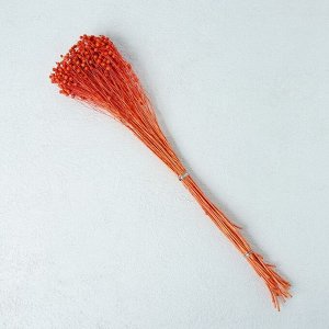 Сухоцвет «Абрус» набор 24 шт, цвет оранжевый