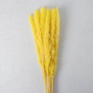 Сухоцвет «Камыш» набор 15 шт, цвет жёлтый