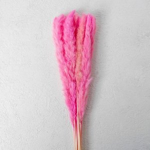 Сухоцвет «Камыш» набор 15 шт, цвет нежно розовый