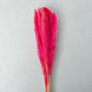 Сухоцвет «Камыш» набор 15 шт. цвет розовый