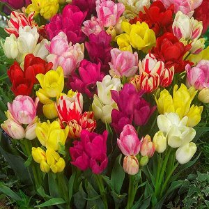 Тюльпан (Многоцветковый) - Смесь окрасок