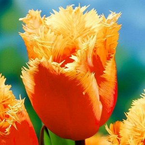 Тюльпан (Бахромчатый) - Ламбада