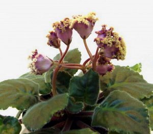 Фиалка Розовые полумахровые колокольчики с орхидной каймой и золотистой рюшкой. Средне - зелёная с пёстрым листва.