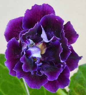 Глоксиния Крупные махровые цветы насыщенно - фиолетового цвета с тонкой прерывающейся белой каёмочкой. Горло более светлое в редкий фиолетовый крап.
