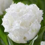 Тюльпан White Ice