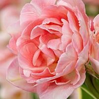 Тюльпан многоцветковый Аннелинда *