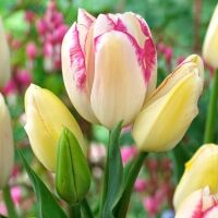 Тюльпан многоцветковый Грейсленд