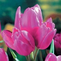 Тюльпан многоцветковый Пепл Букет