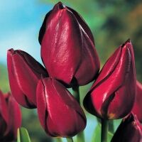 Тюльпан многоцветковый Уоллфлауэр