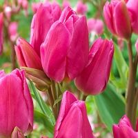 Тюльпан многоцветковый Хэппи Фэмили