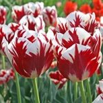 Гранд Перфекшн