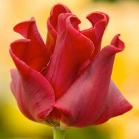 Ред Дресс Цвет рубиновый, волнистые лепестки, цветок в форме короны, подходит для бордюрной посадки. Высота 35. Период цветения IV-V. Разбор 11/12