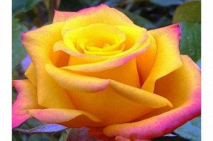 Роза Конго Возраст саженца 1 год
Цвет темно-красный с желтыми полосами
Кол-во цветков на стебле 1
Аромат Слабый
Размер цветка 6-7 см
Высота 50-60 см
Ширина 50 см
USDA Шестая зона
Устойчивость к мучнис