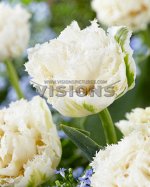 Tulip Snowplanet