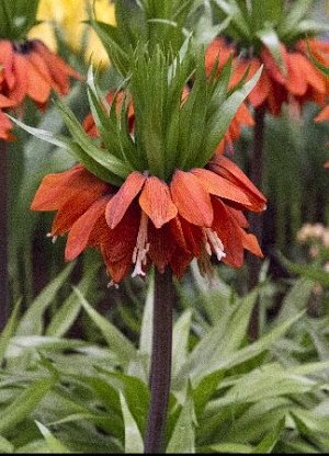 Фритиллярия Ува Вульпис