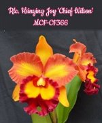 Rlc. Hsinying Joy &#039;Chief Wilson&#039; MCF-CF366 (B2)