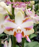 Phal. pulcherrima &#039;4N&#039;