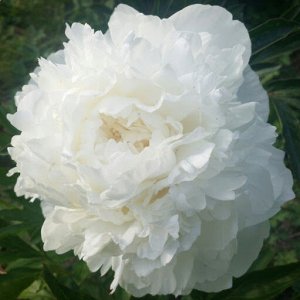 Пион молочноцветковый Мадам Клод Тейн